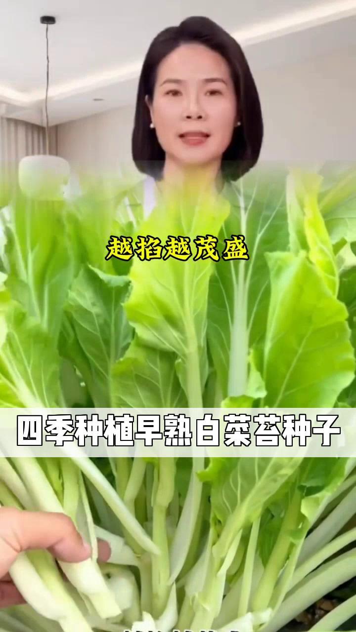 四季种植!早熟白菜苔种子