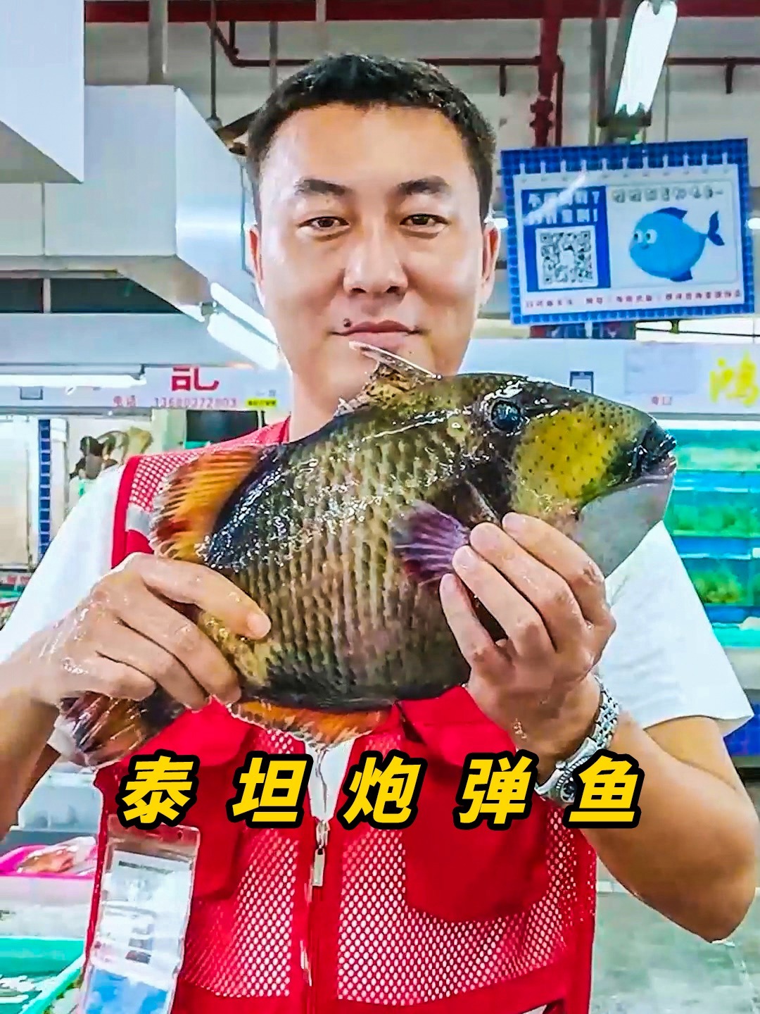 泰坦炮弹鱼