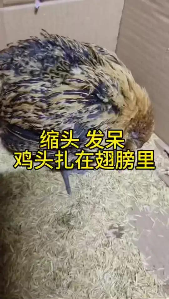 鸡群出现缩头,发呆,鸡头扎在翅膀里,拉白绿色粪便的情况,秋冬季节比较常见 李莉讲养殖 李莉