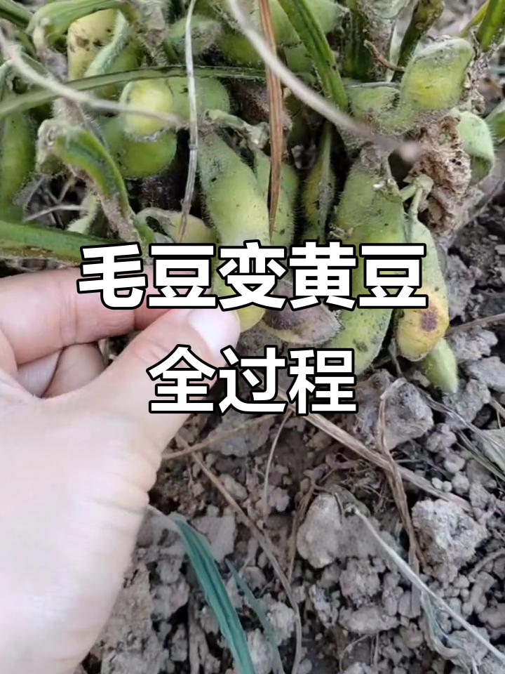 毛豆如何变成黄豆?揭秘成熟过程