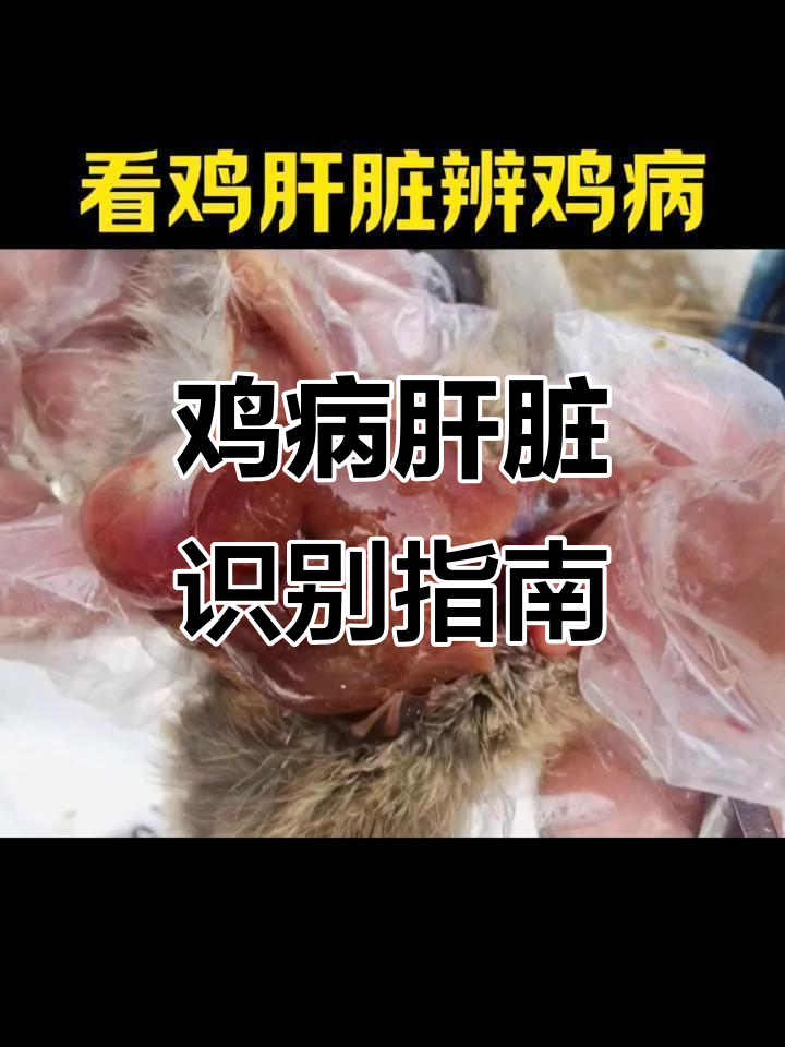 鸡肝脏病变大揭秘:如何判断病因与治疗方案
