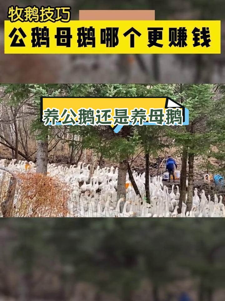 公鹅与母鹅的收益对比:哪个更划算?