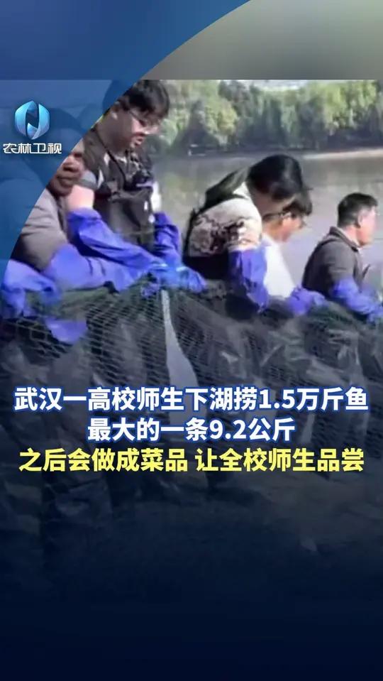 武汉科技大学举办第十一届沁湖鱼宴,师生一起下湖捕捞上万斤鱼