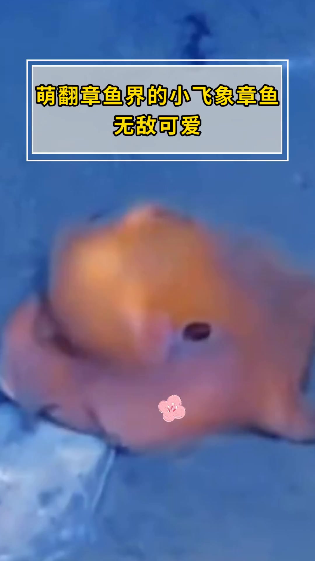 萌翻章鱼界的小飞象章鱼 无敌可爱