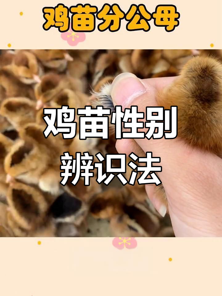 辨别鸡苗公母,看羽毛长短轻松搞定!准确率高达95%以上