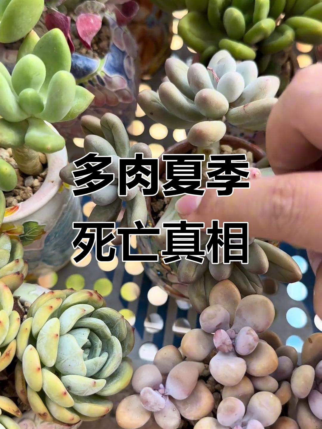 每年夏天必死的多肉,黑腐原因竟是它!