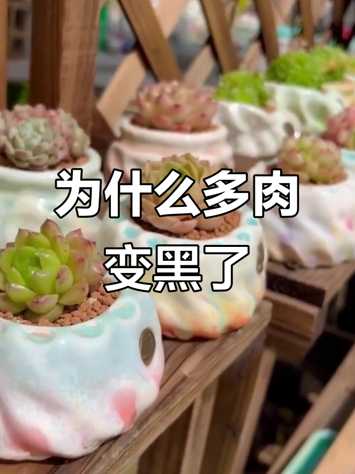 多肉发黑的原因及解决方法