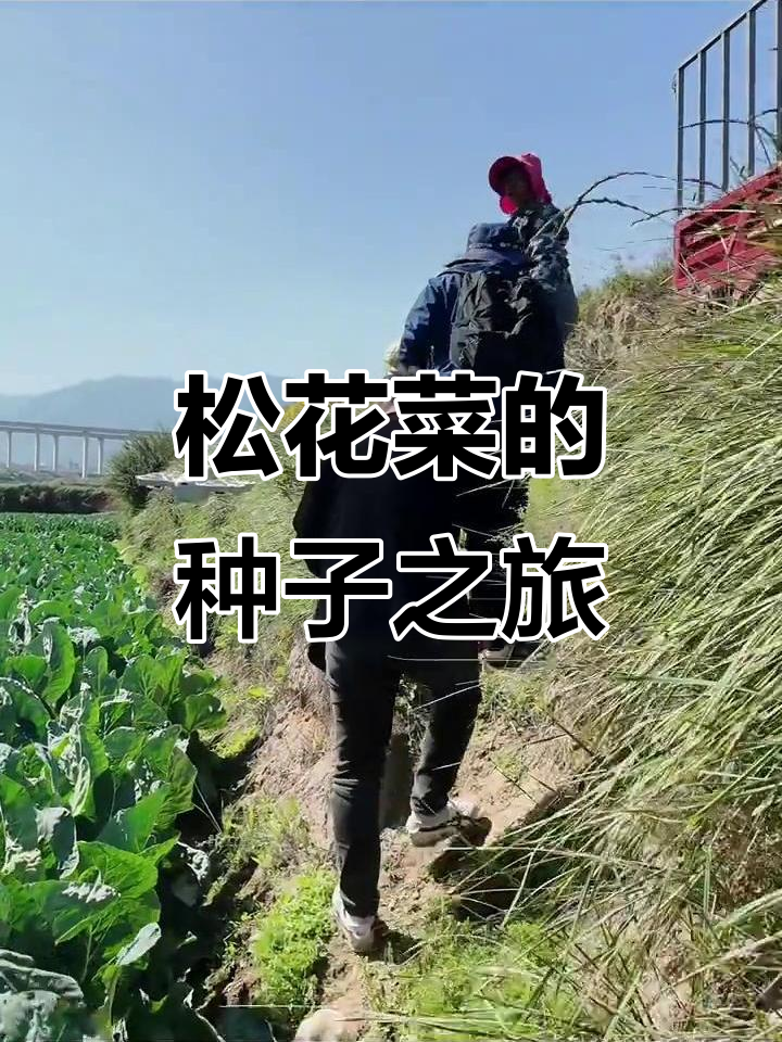 田园生活:松花菜种植与蔬菜种子的故事