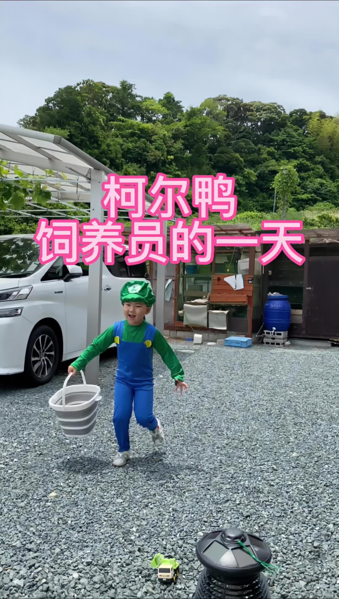 柯尔鸭饲养员的日常 柯尔鸭 人类幼崽成长记