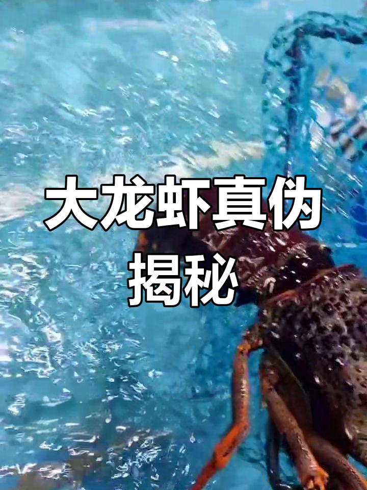 澳洲大龙虾真假辨别,肉质鲜美但常被冒充!