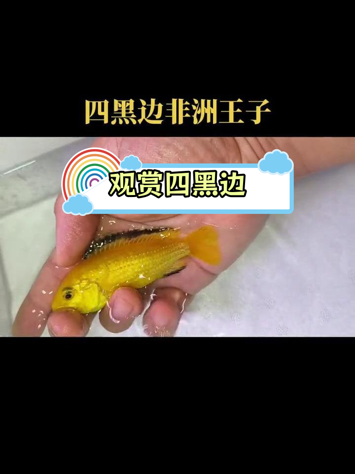 四黑边非洲王子鱼,三湖慈鲷的魅力
