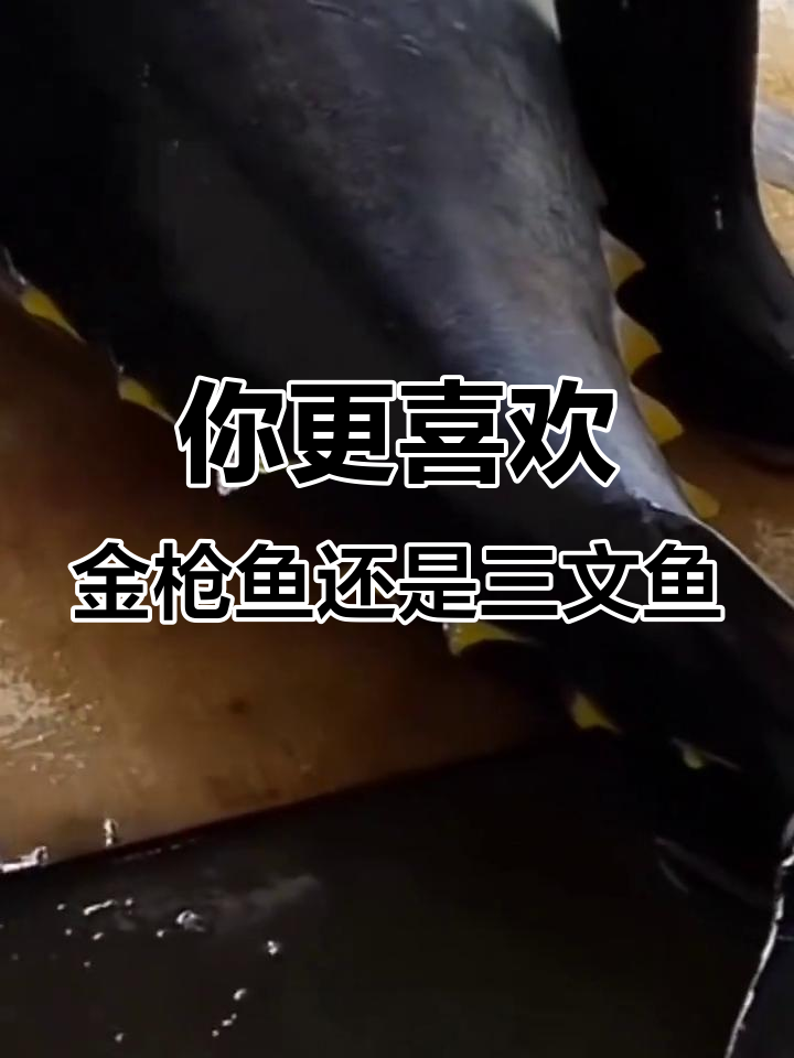 金枪鱼与三文鱼的营养差异，你更偏爱哪一款？