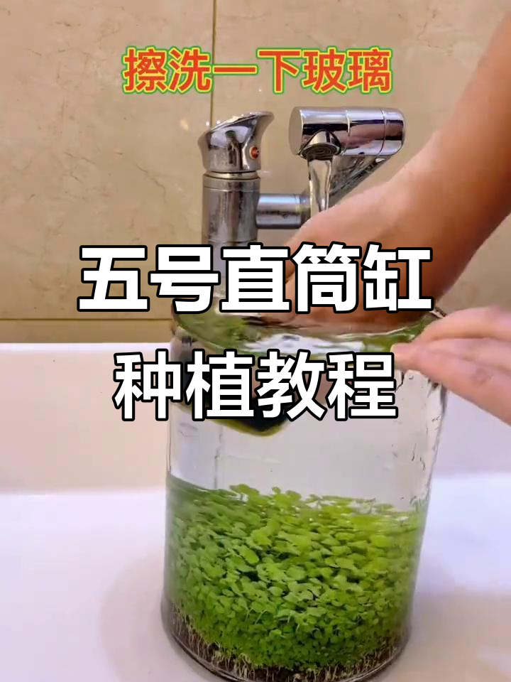 鱼缸生态造景全攻略：从种子到水养，轻松打造草缸