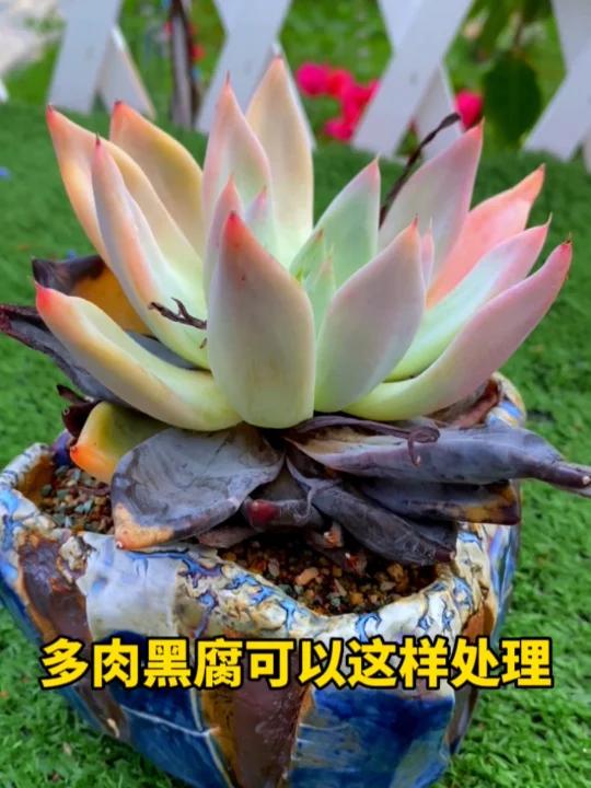 多肉黑腐可以试试这样处理