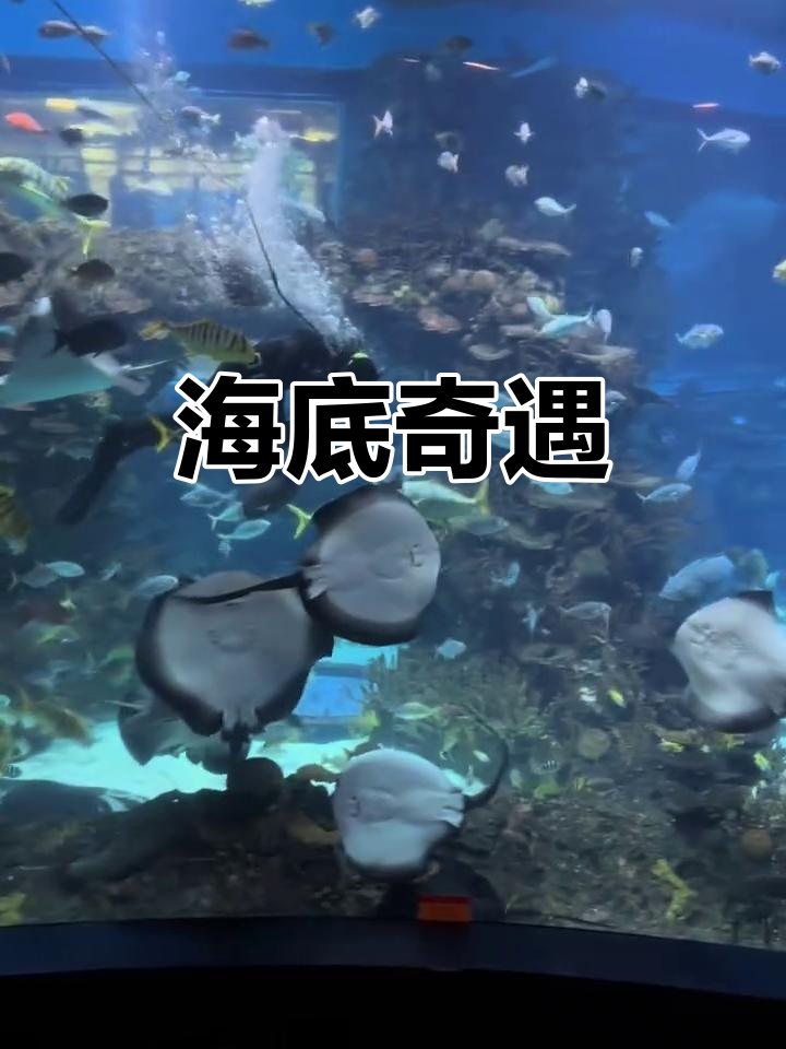魔鬼鱼与鳐鱼的相遇,让我更加敬畏海洋的奇妙和多样性