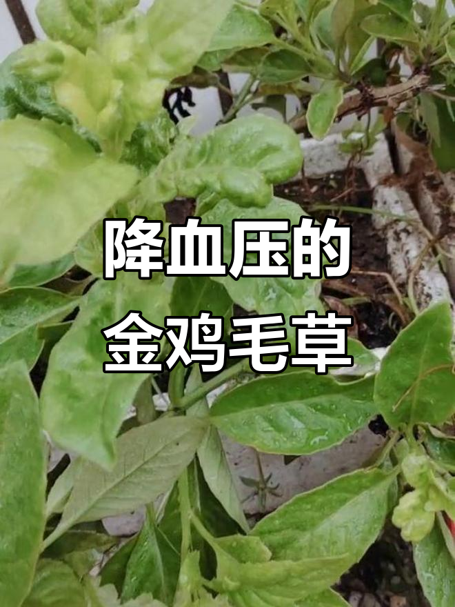 金鸡毛草:降压神器,剪枝条插土就活,10年老桩超强生命力