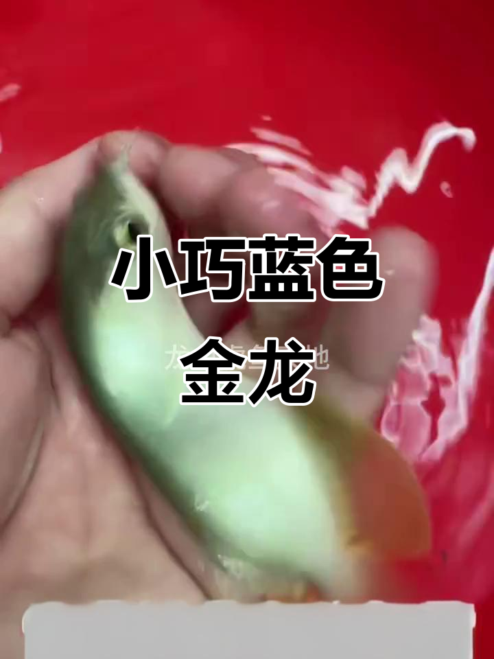 这条小金龙鱼，蓝底鳞片闪耀，三排珠鳞完美，眼神红亮迷人