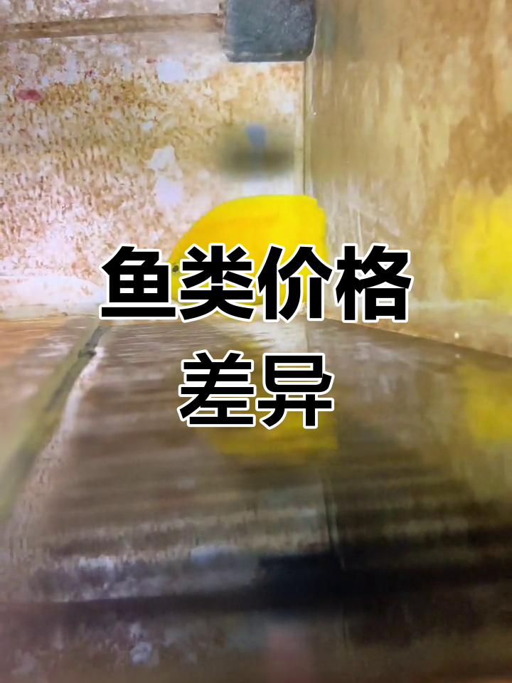 这三种鱼外观相似,价格却大相径庭!