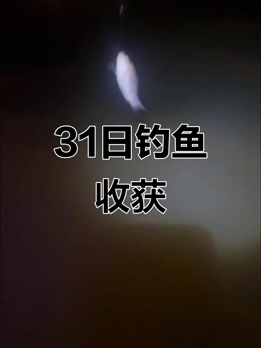 31号夜钓,鲫鱼上钩迅速!