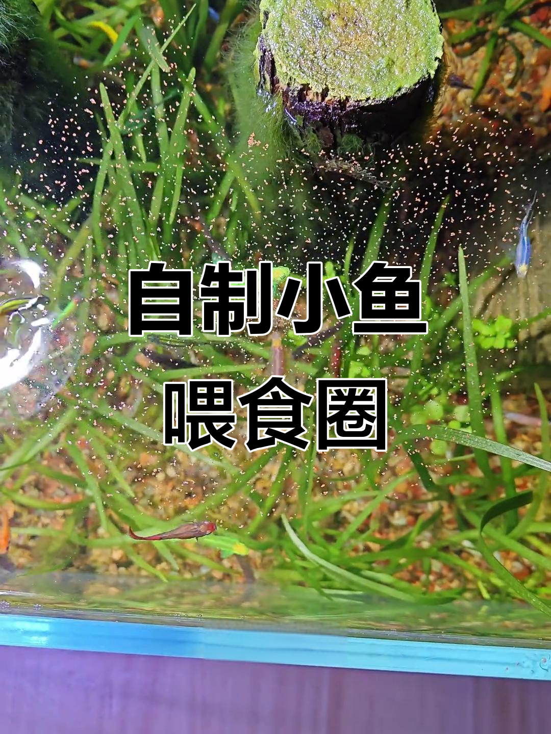 用废料做小鱼喂食圈,简单又实用