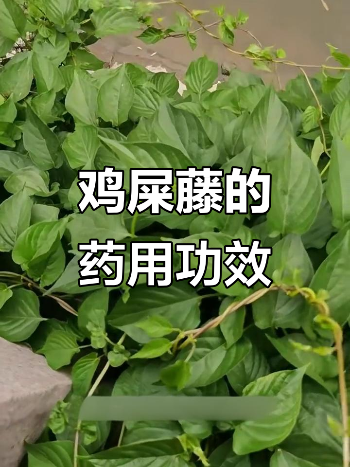 鸡屎藤:闻起来臭,但药用价值高