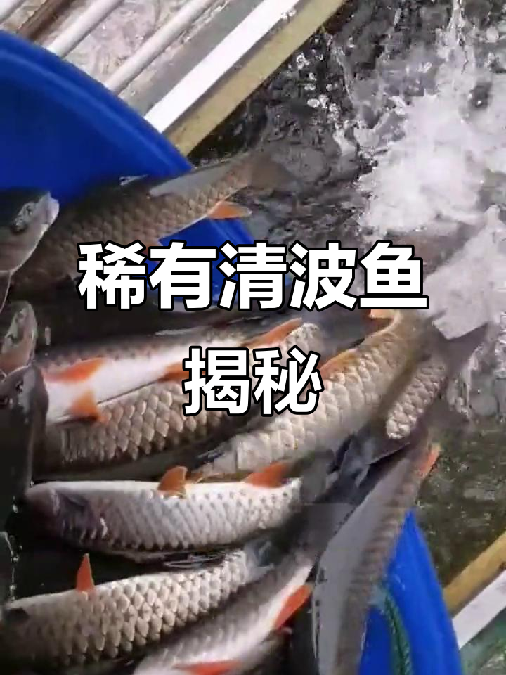 清波鱼:水中珍品,草食性大型鱼类