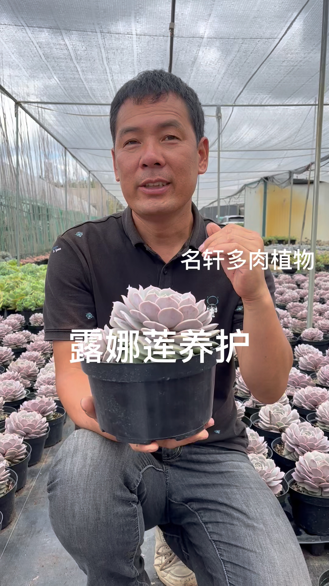 多肉植物露娜莲