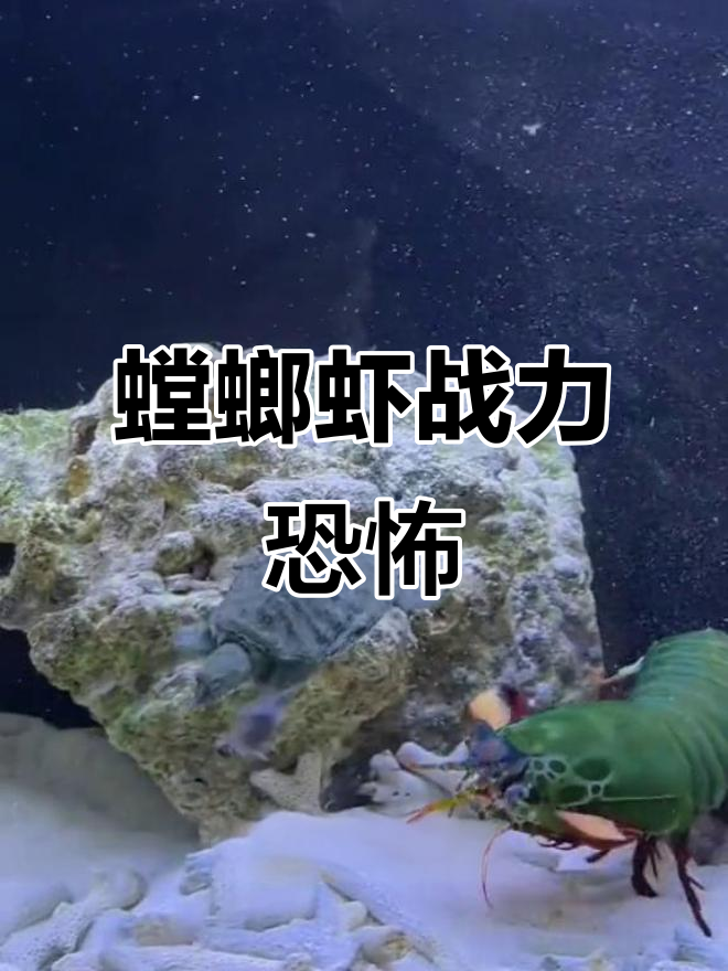螳螂虾一拳打爆螃蟹,战斗力惊人