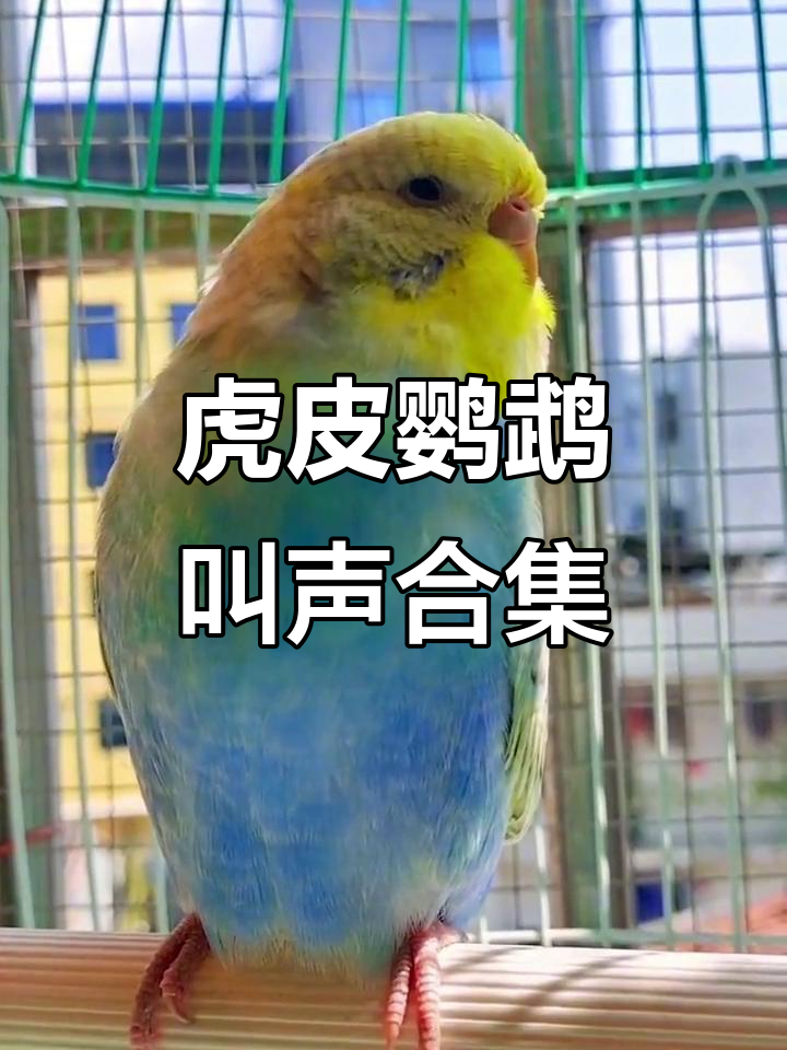 虎皮鹦鹉的搞笑叫声大集合,萌态十足!