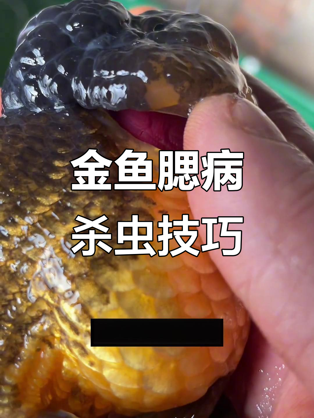 春季金鱼腮病治疗全流程,百褶尾泰狮如何应对