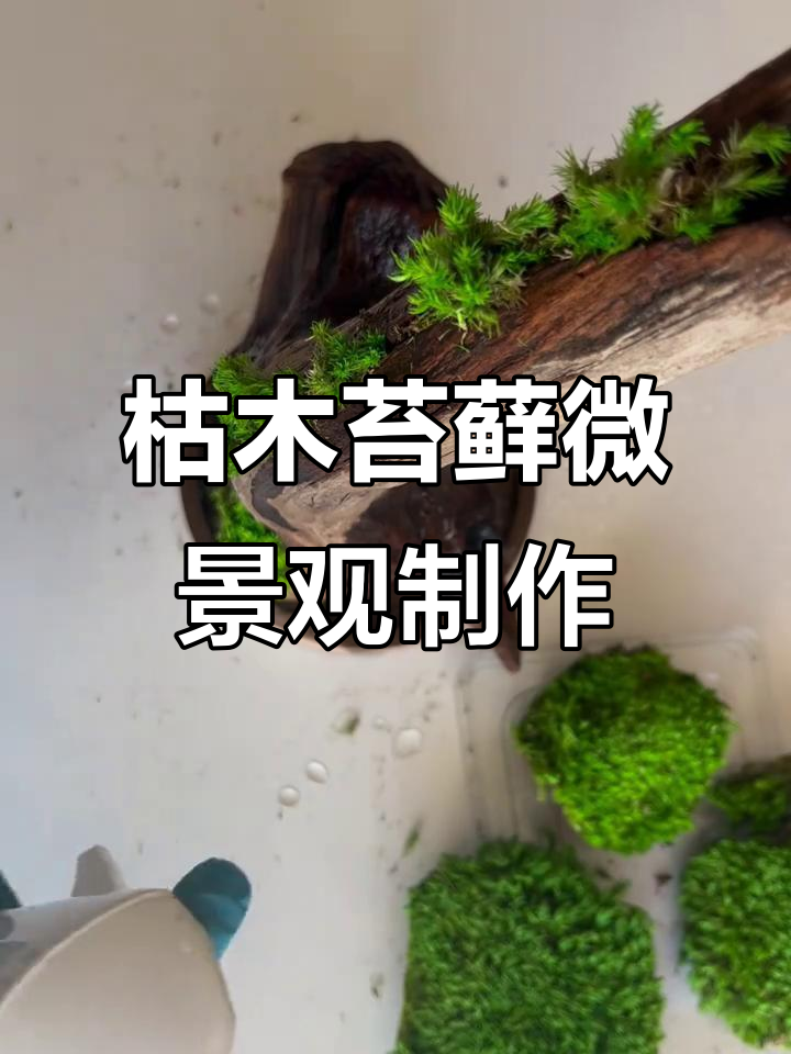 用枯木和苔藓打造自然微景观,简单又好看