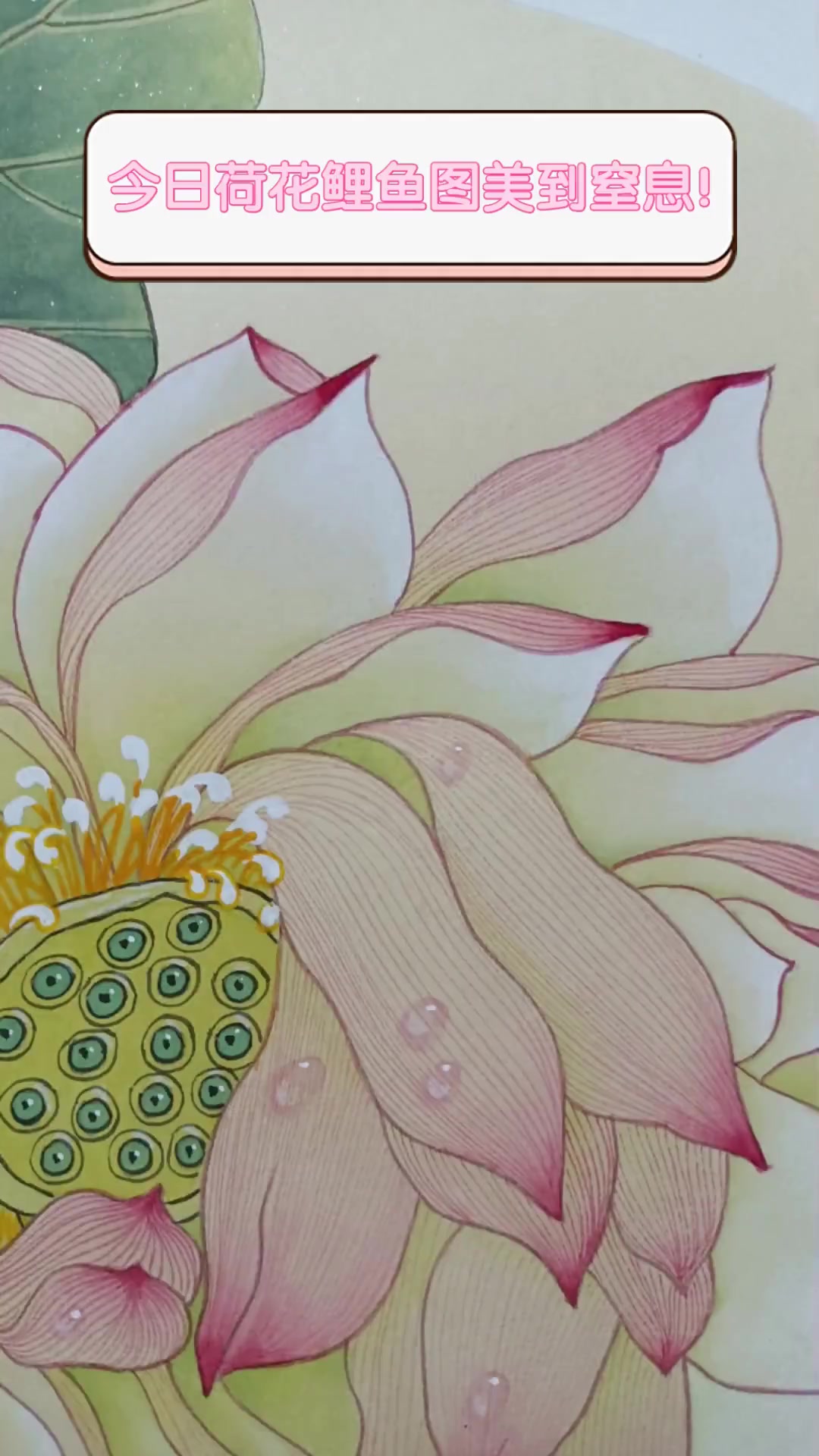 今日荷花鲤鱼图美到窒息!