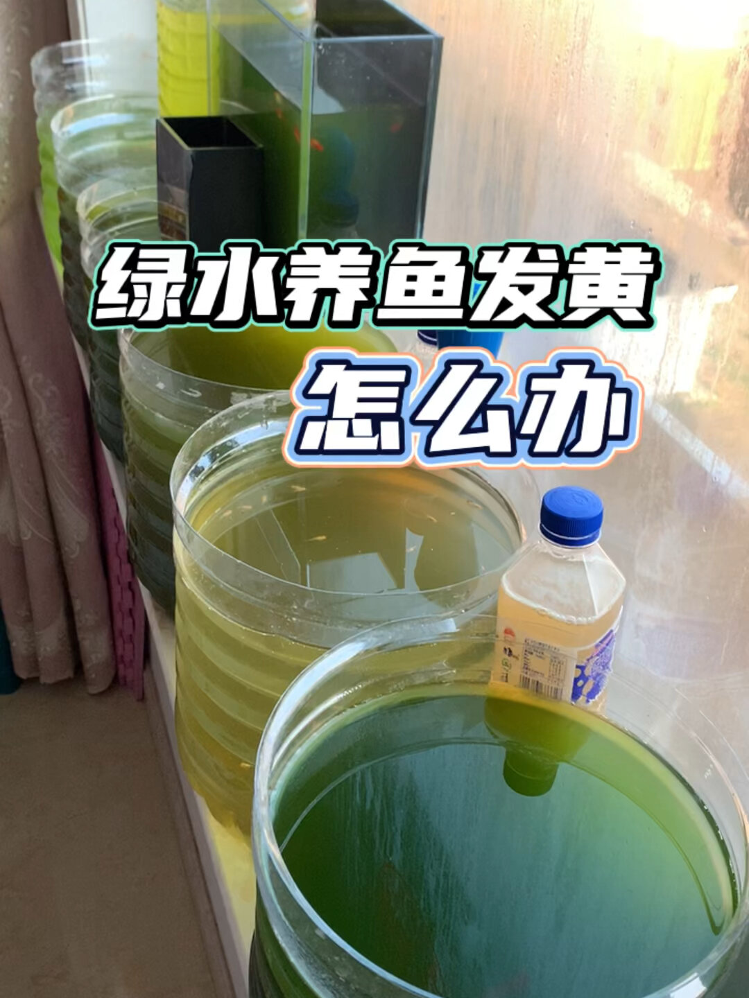 绿水养鱼发黄怎么办 养鱼日记 观赏鱼