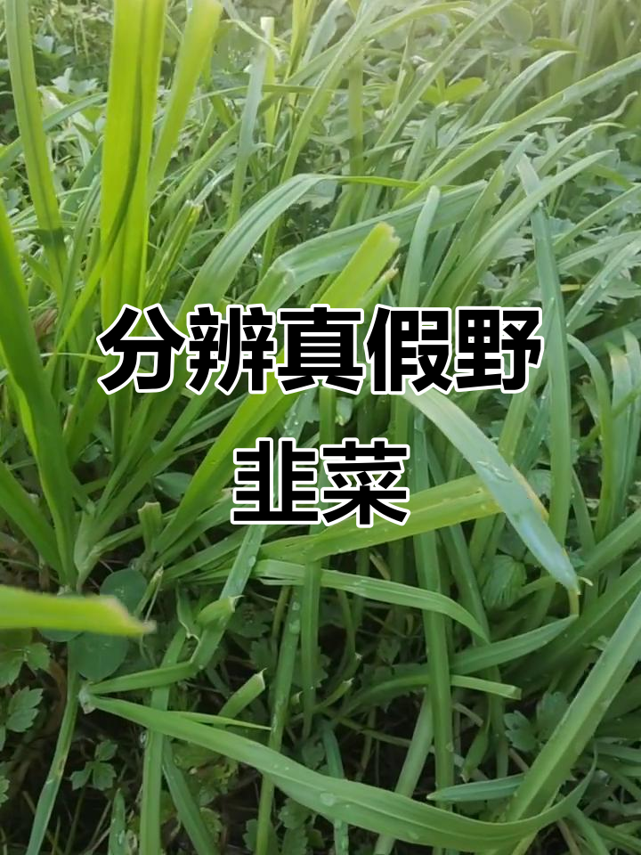 如何辨别真假野韭菜?根和叶的差别大揭秘