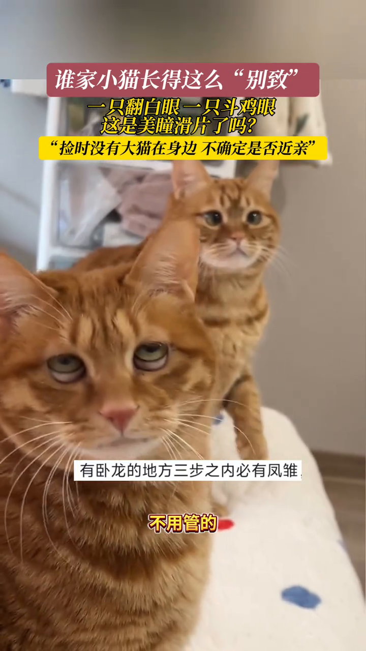 谁家小猫长得这么“别致”?一只翻白眼,一只斗鸡眼
