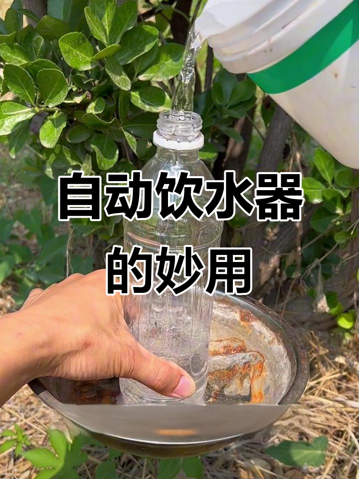 饮料瓶自动饮水器,轻松解决鸡鸭喝水问题