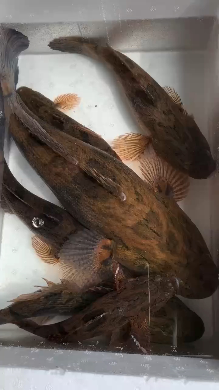 竹壳鱼