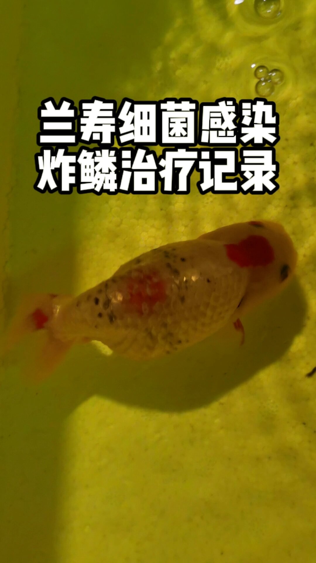 兰寿细菌感染/血点/炸鳞治疗记录