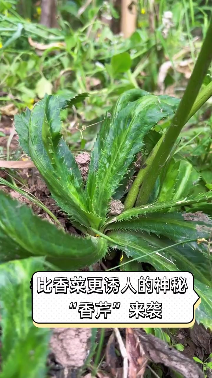 比香菜更诱人的神秘“香芹”来袭