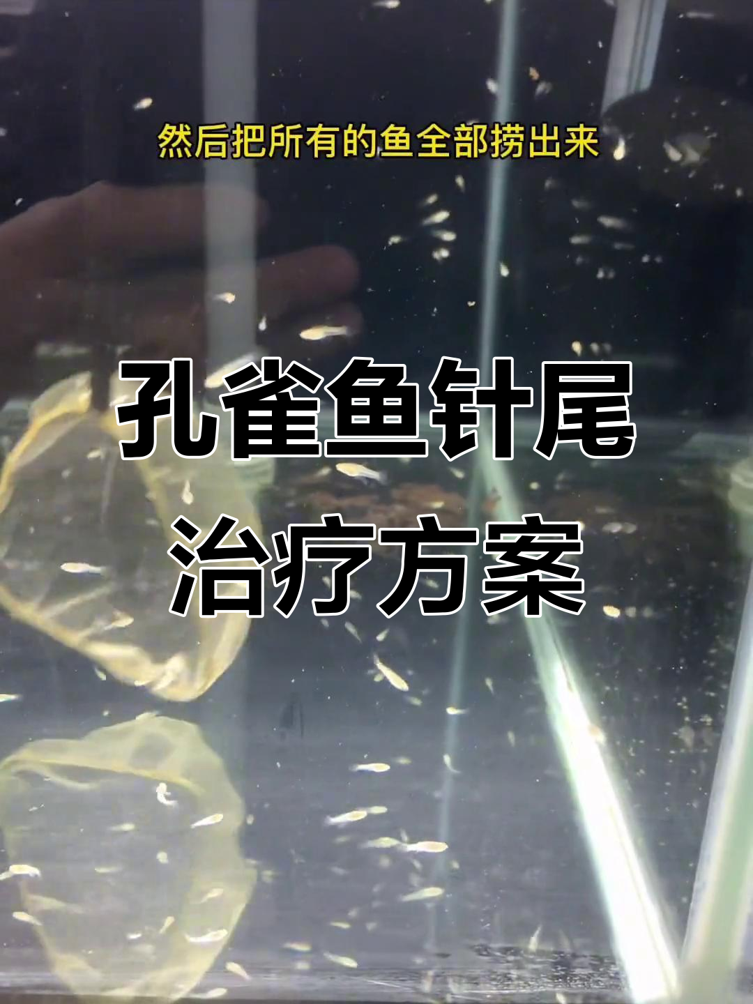 孔雀鱼苗针尾病治疗全攻略,轻松拯救小生命
