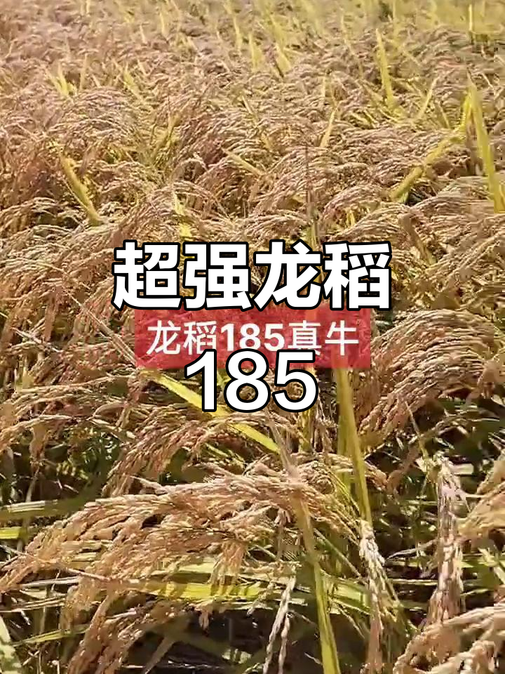龙稻185:超抗倒伏,产量惊人,国标一级米品质保障