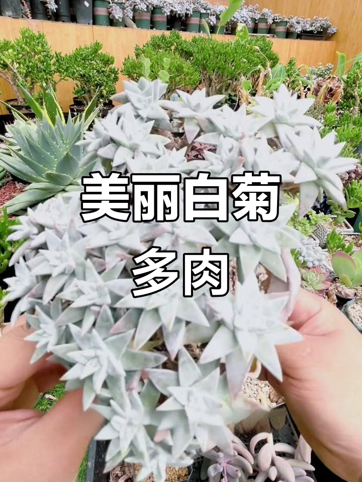 白菊多肉：小巧精致，颜值爆表，适合单独盆栽或组合搭配