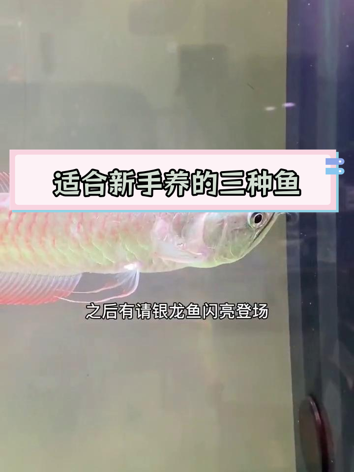 新手必选观赏鱼推荐,三大热门品种