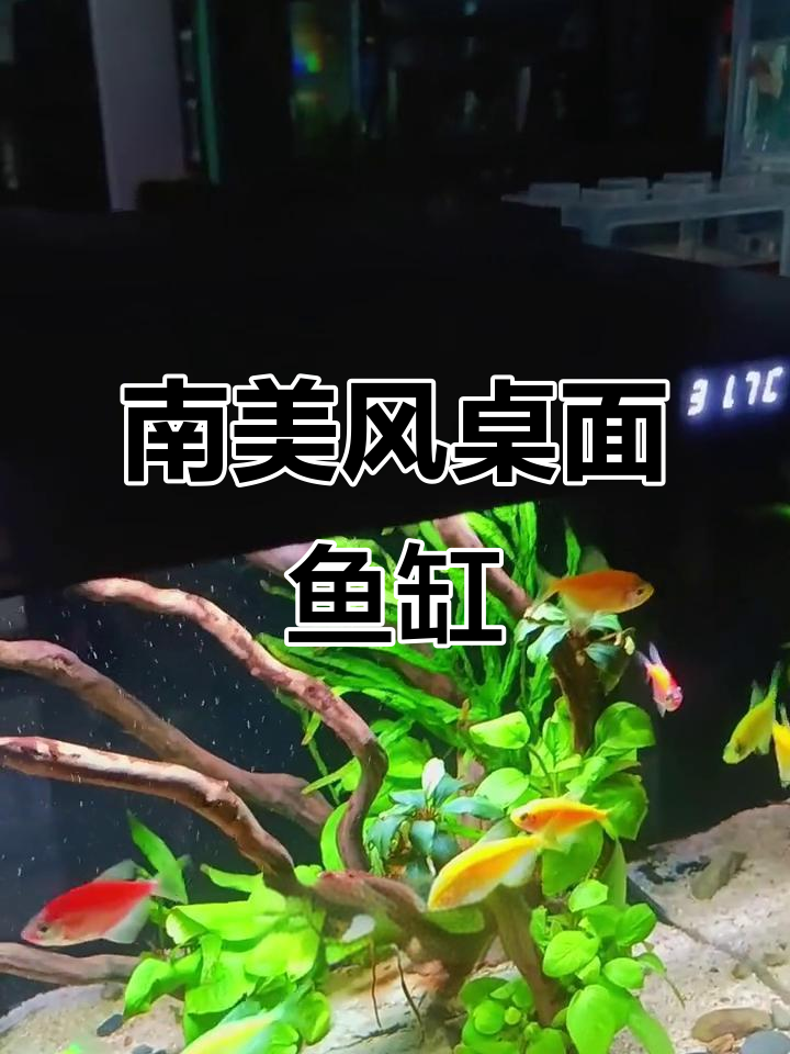 简约南美风格桌面鱼缸,天使鱼与水草造景搭配