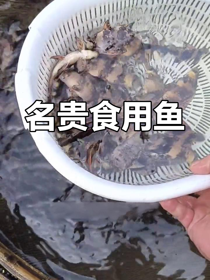 胭脂鱼:从野生到养殖的蜕变
