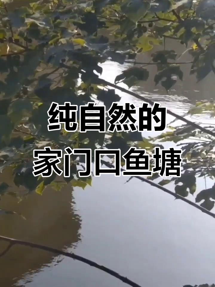 家门口鱼塘美景,自然景色尽收眼底