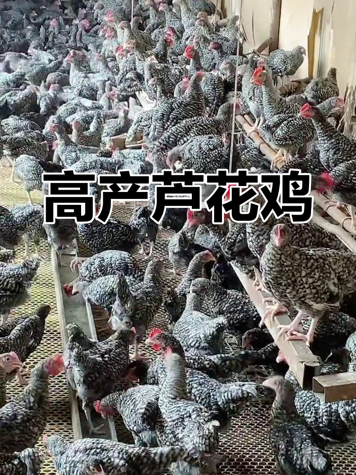 芦花鸡:高产蛋率,耐粗食的肉蛋兼用型品种