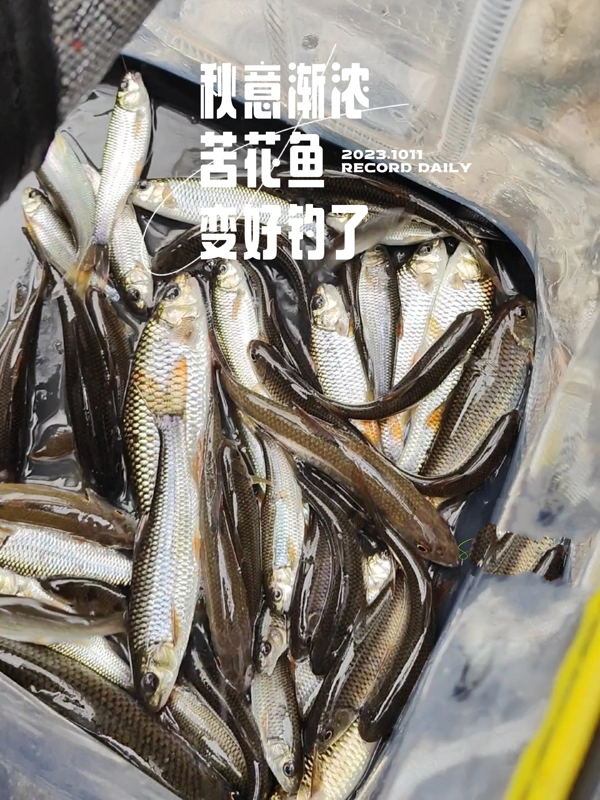 福州秋意浓了 溪流苦花鱼 变好钓了