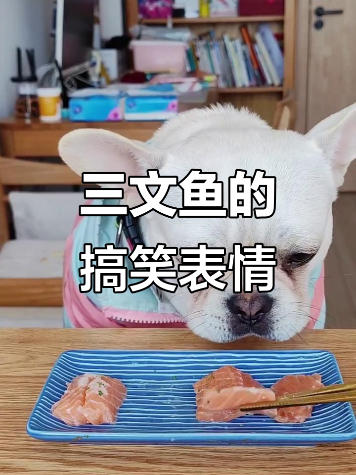 修狗吃得干干净净,三文鱼表情太逗了!