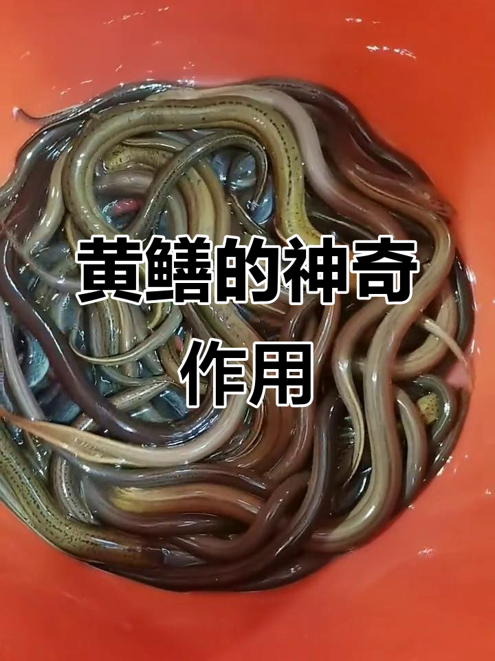 野生黄鳝的营养与功效,河鳗和黄鳝的区别